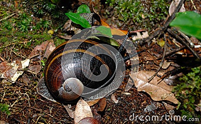 Madagascar snail Stock Photo